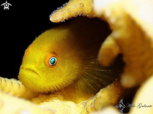 A Emerald Coral Goby