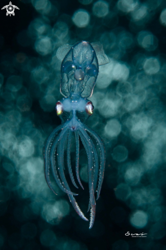 A Squid