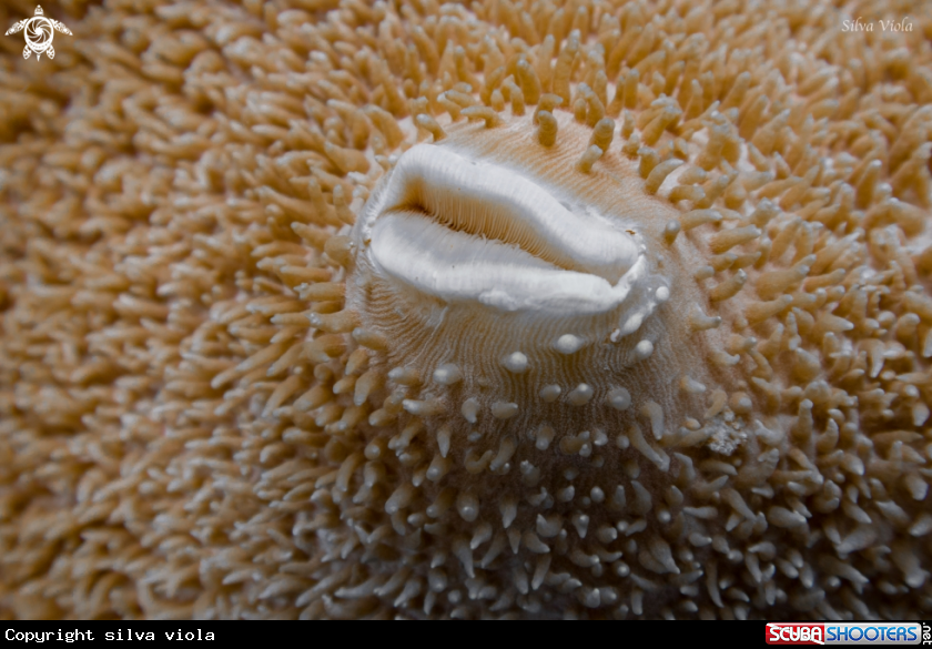 A Elephant ear coral 