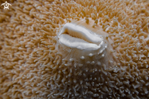 A Elephant ear coral 