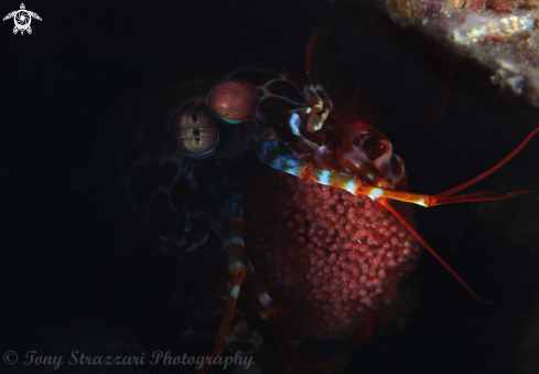 A Odontodactylus scyllarus | Peacock Mantis Shrimp