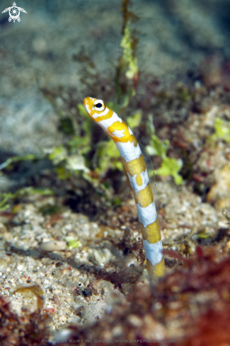 A Orange-barred Garden Eel