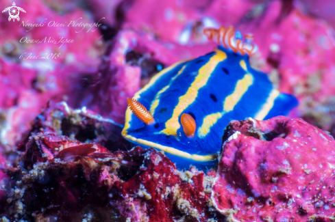 A Hypselodoris festiva(A.Adams, 1861) | Nudibranch