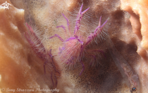 A Lauriea siagiani | Pink hairy Squat Lobster