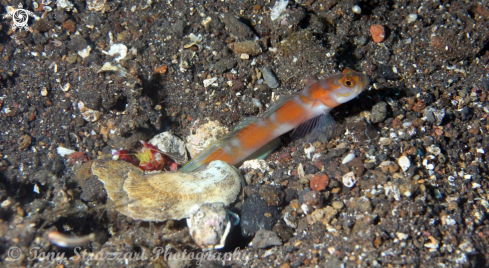 A Alpheus bellulus and Amblyeleotris yanoi | Pistol shrimp and Flagtail Shrimp Goby