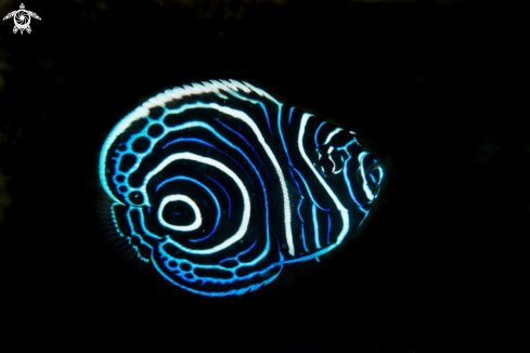 A Juvenile angelfish.