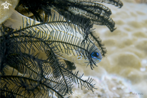 A Spotted-gill cardinalfish 