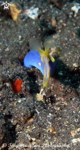 A Ribbon eel