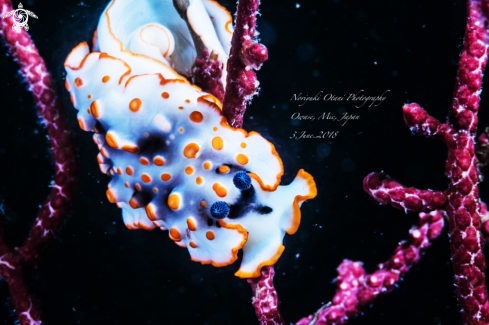 A Dermatobranchus ornatus (Bergh, 1874)  | Nudibranch