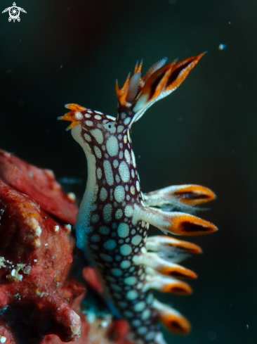 A Nudibranch