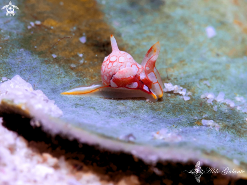 A Siphopteron sp. | Nudibranch