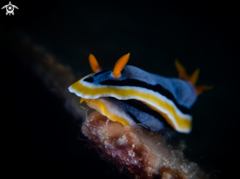 A Chromodoris annae | Nudibranch