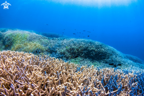 A Small Polyp Stony Coral