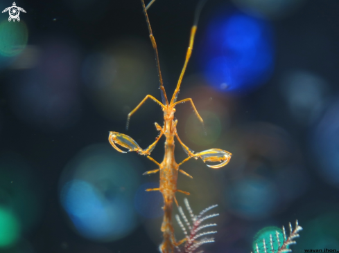 A Sekelaton Shrimp