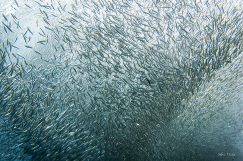 A Sardina | Sardine