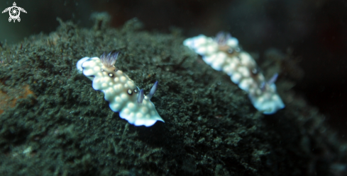 A Goniobranchus hintuanensis | Bus stop nudibranch