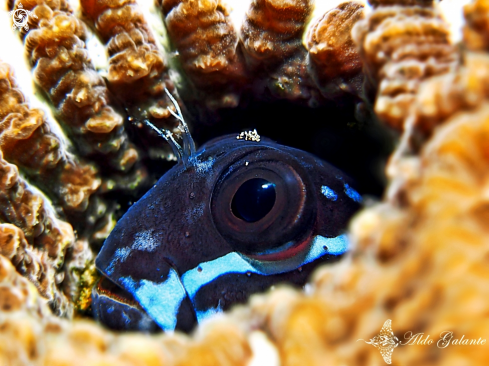 A Black Combtooth Blenny 