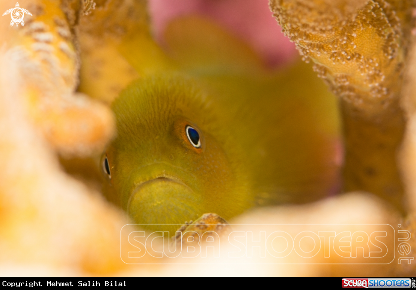 A Hairy yellow goby