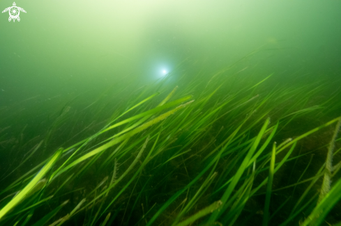 A Common eelgrass