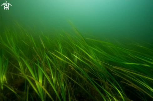 A Common Eelgrass