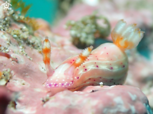 A Hypselodoris maculosa | Nudibranch