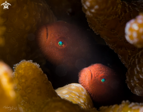 A Ponda Goby