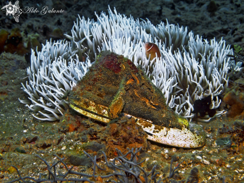 A Clownfish and Sneaker