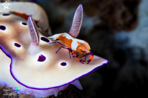 A Zenopontonia rex atop Hypselodoris tryoni