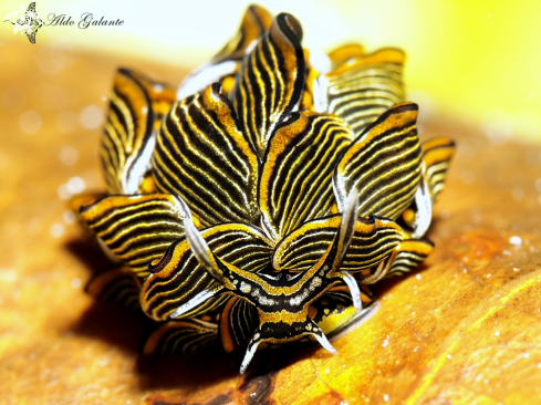 A Cyerce nigra  | Tiger butterfly Nudibranch