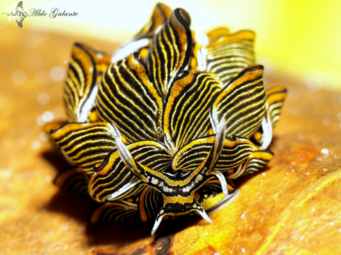 A Tiger butterfly Nudibranch