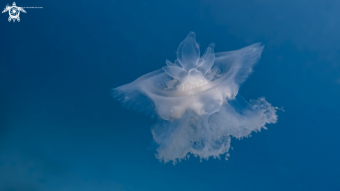 A Cephea Cephea | Crown Jellyfish