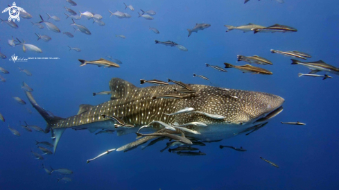 A Rhincodon typus | Whale Shark