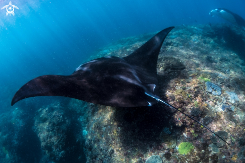 A Oceanic Manta Ray