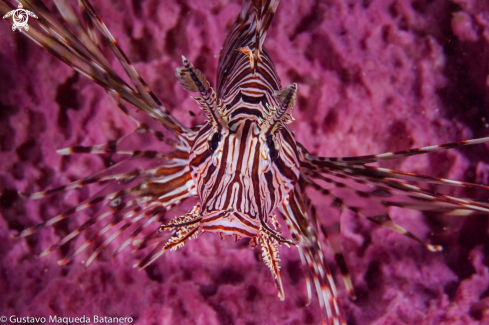 A Pterois volitans | Pez león sobre fondo rosa