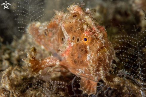 A Painted frogfish