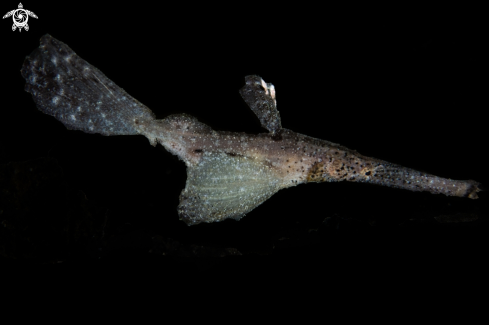 A Solenostomus cyanopterus | Robust ghost pipefish
