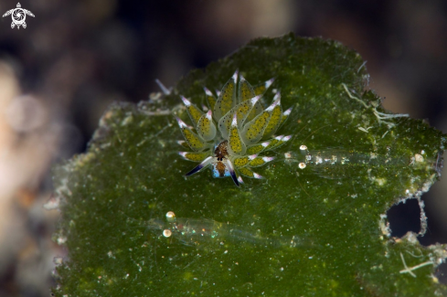 A  Sheep nudi and shrimps