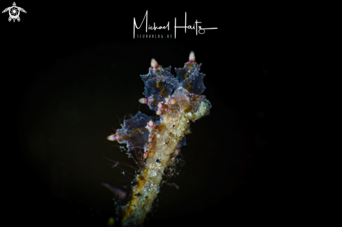 A Eubranchus Sp | Eubranchus Sp