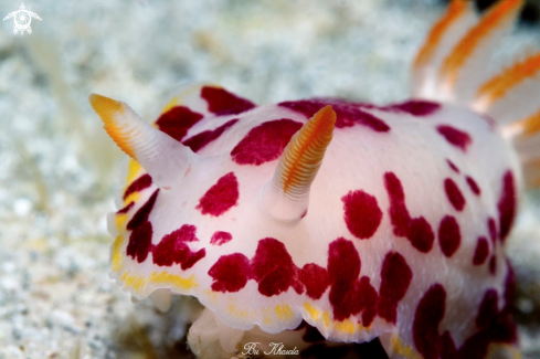 A Nudibranch 