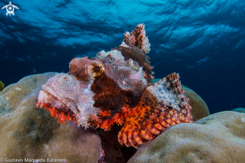 A Scorpion fish