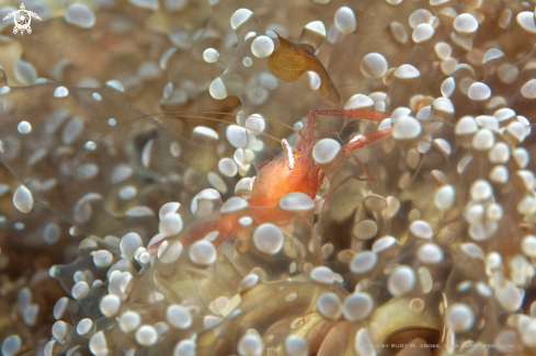 A Periclimenes sp. | Shrimp