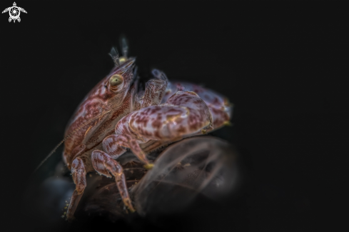 A Lissoporcellana quadrilobata | porcelain crab