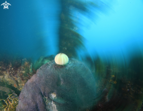 A Sea Urchin
