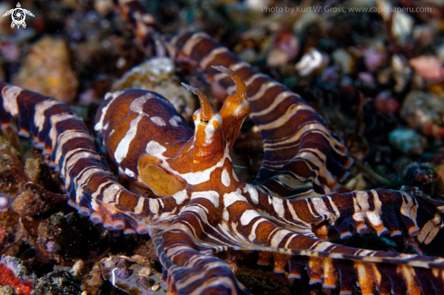 A Wunderpus photogenicus | Wondopus