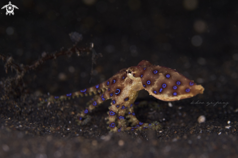 A Blue Ring Octopus