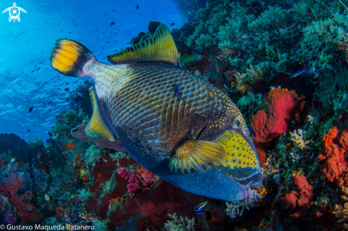 A Titan triggerfish