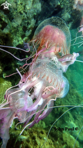 A Pelagia noctiluca | Méduse pélagique