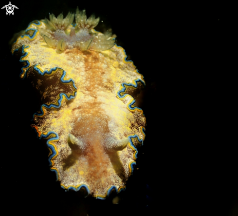 A glossodoris hikuerensis | nudibranch
