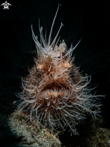 A Hairy Frogfish