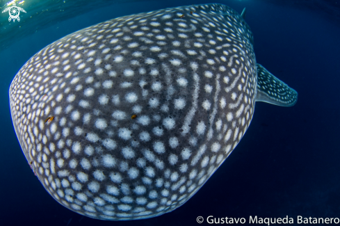 A Rhincodon typus | Too close